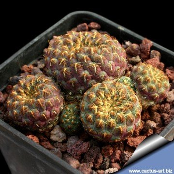 870 cactus-art Cactus Art
